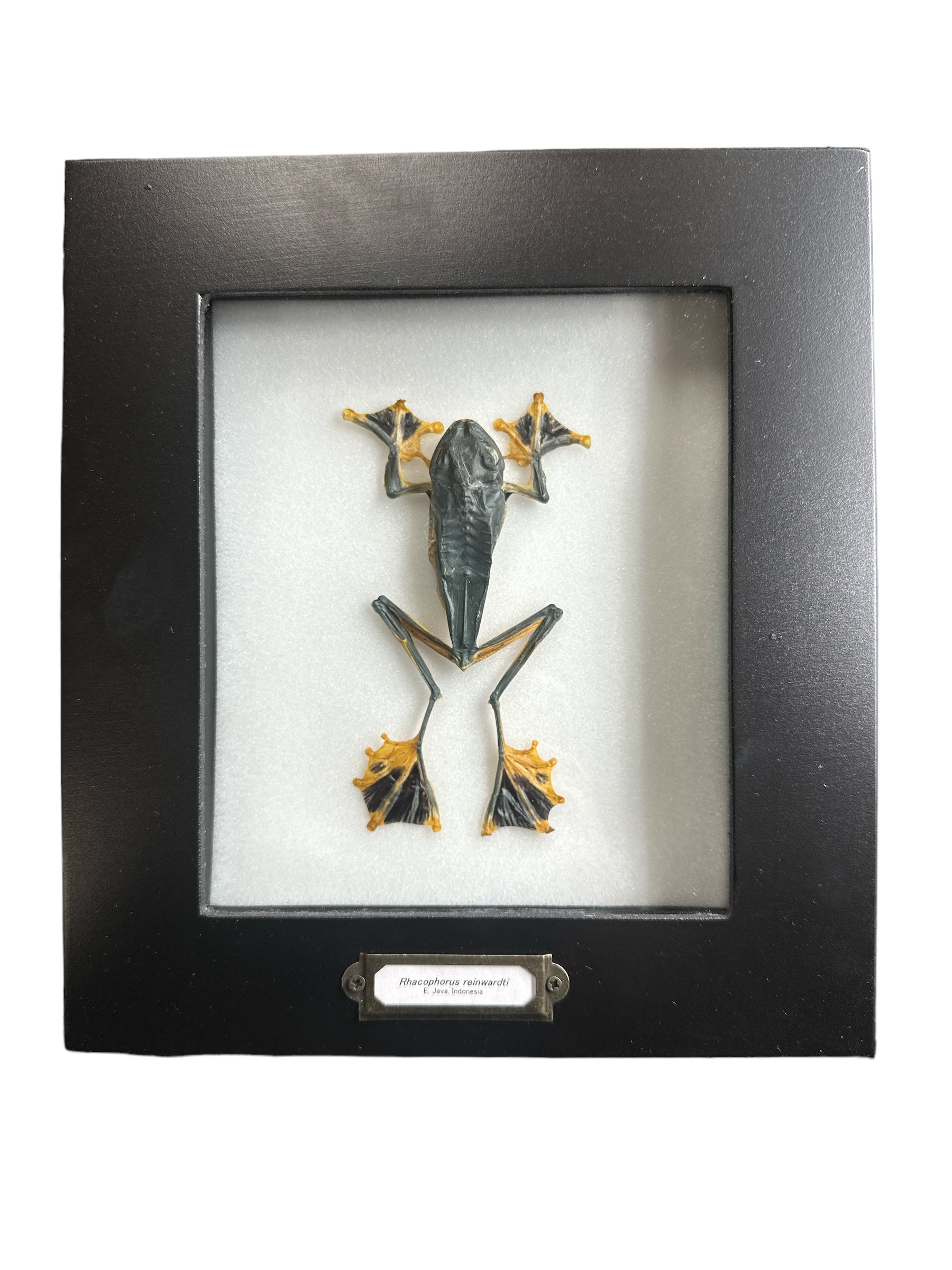 Reinwardt's Flying Frog (Rhacophorus reinwardtii) - 5x6" Frame