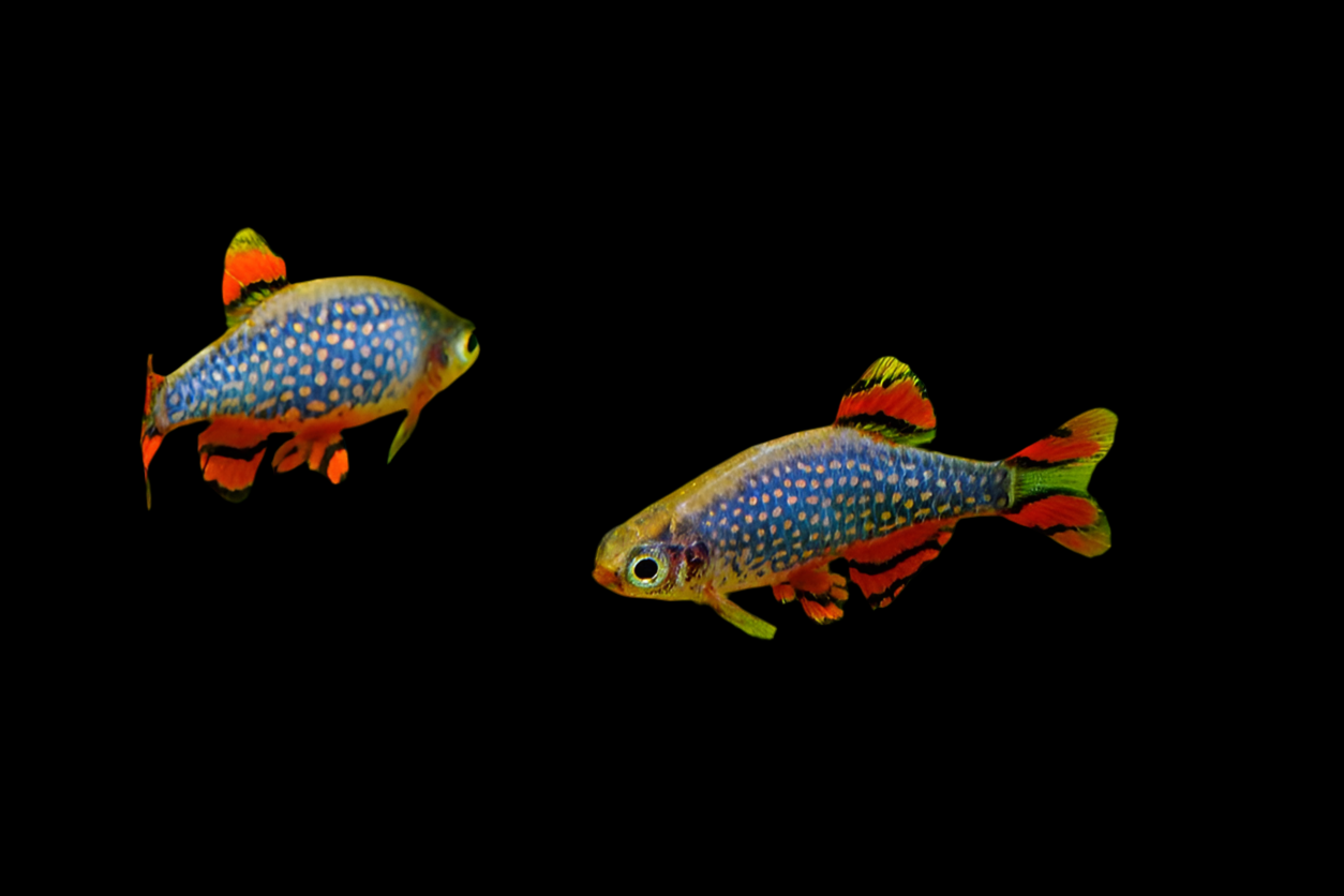 Celestial Pearl Danio