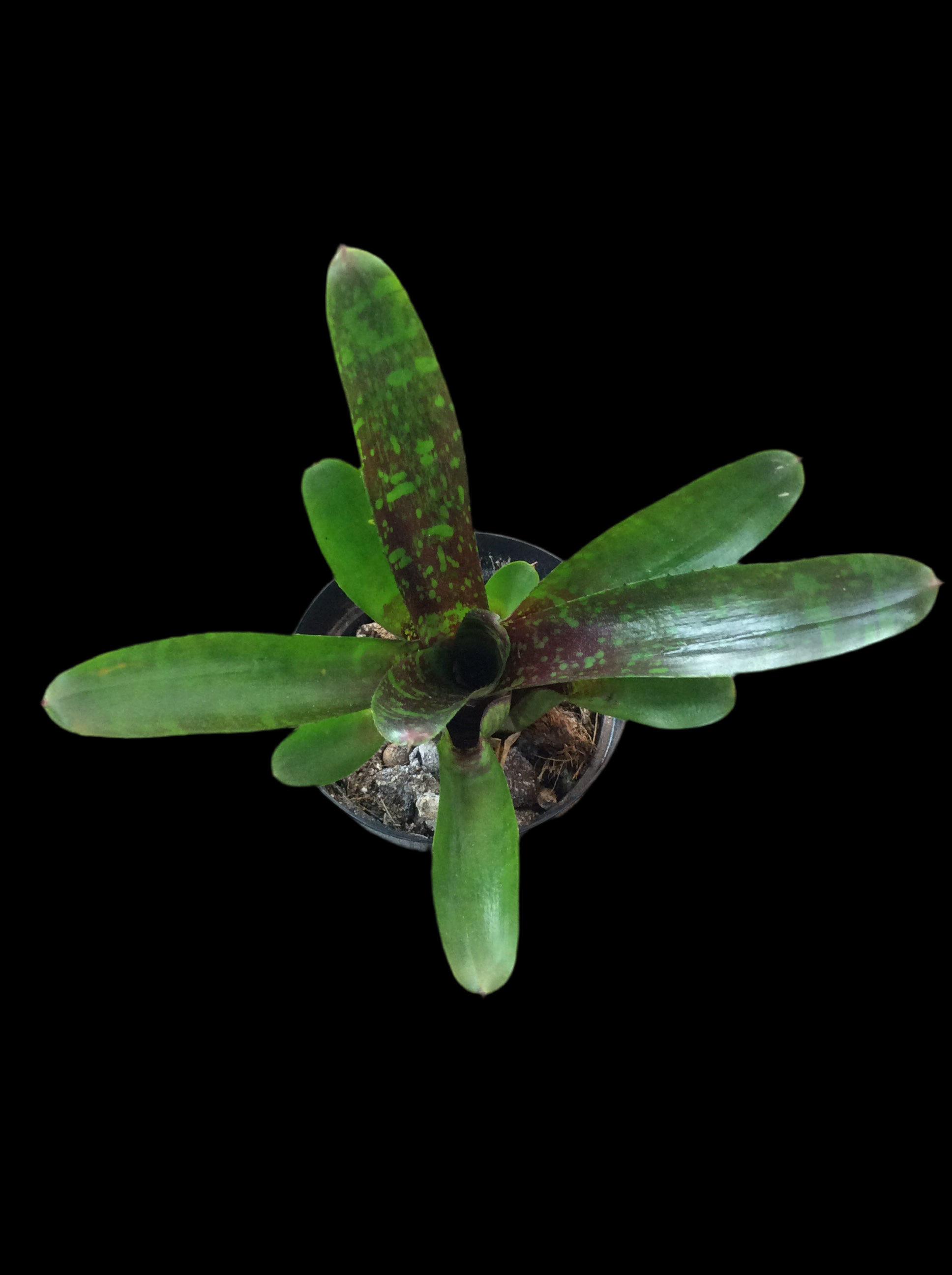 Neoregelia Howzit