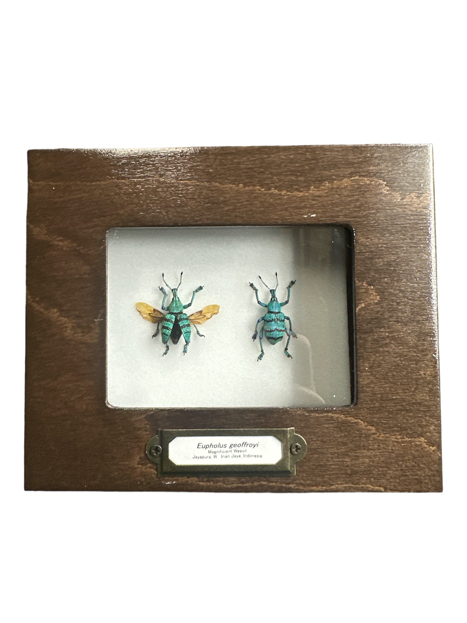 Blue Weevil (Eupholus geoffroyi) - 2x3" Frame