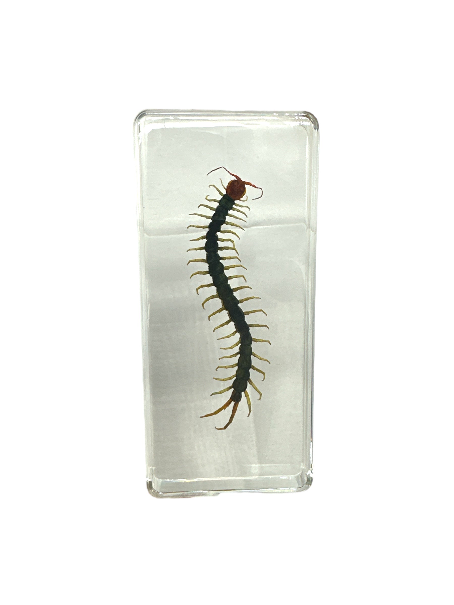 Centipede - Specimen In Resin