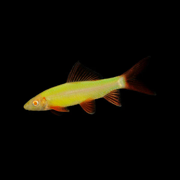 Glo Rainbow Shark (Assorted Colours)