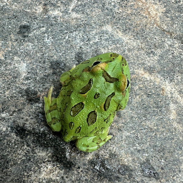 Baby Green Pacman Frogs for sale