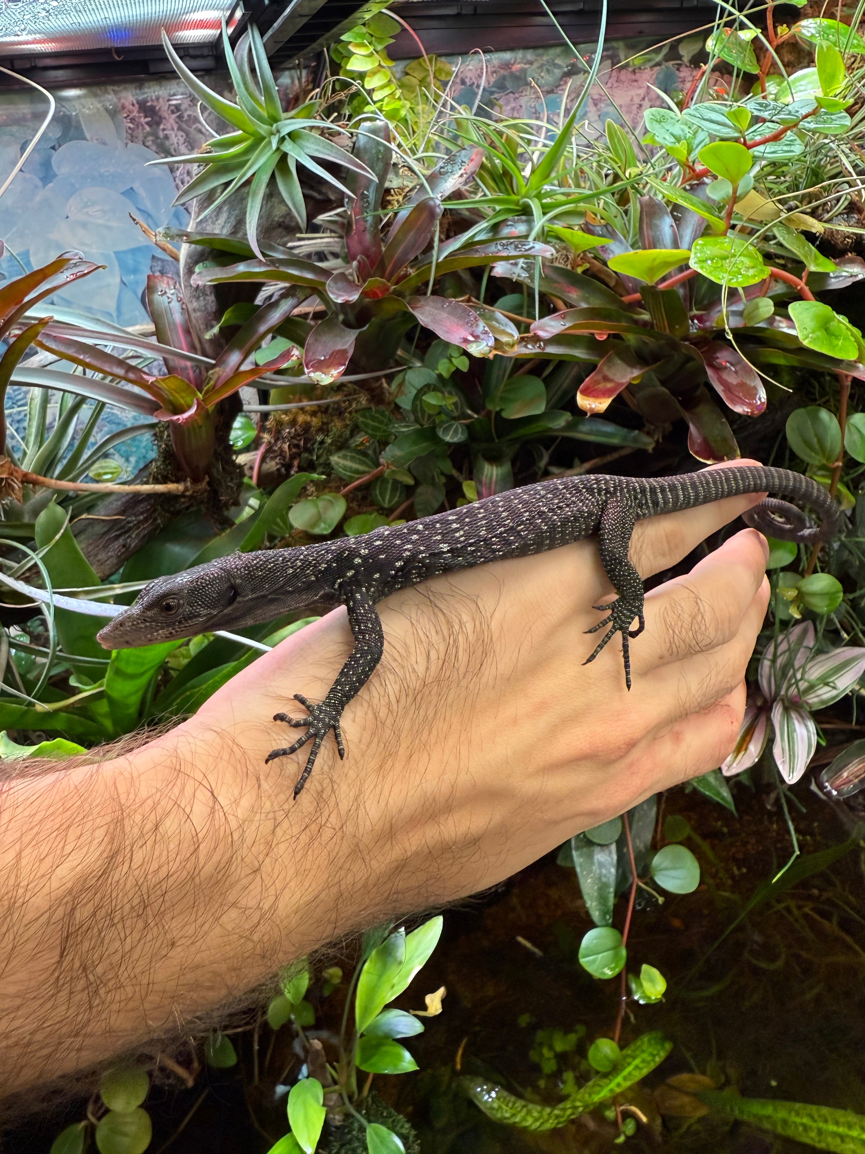 Varan noir (Varanus beccarii)