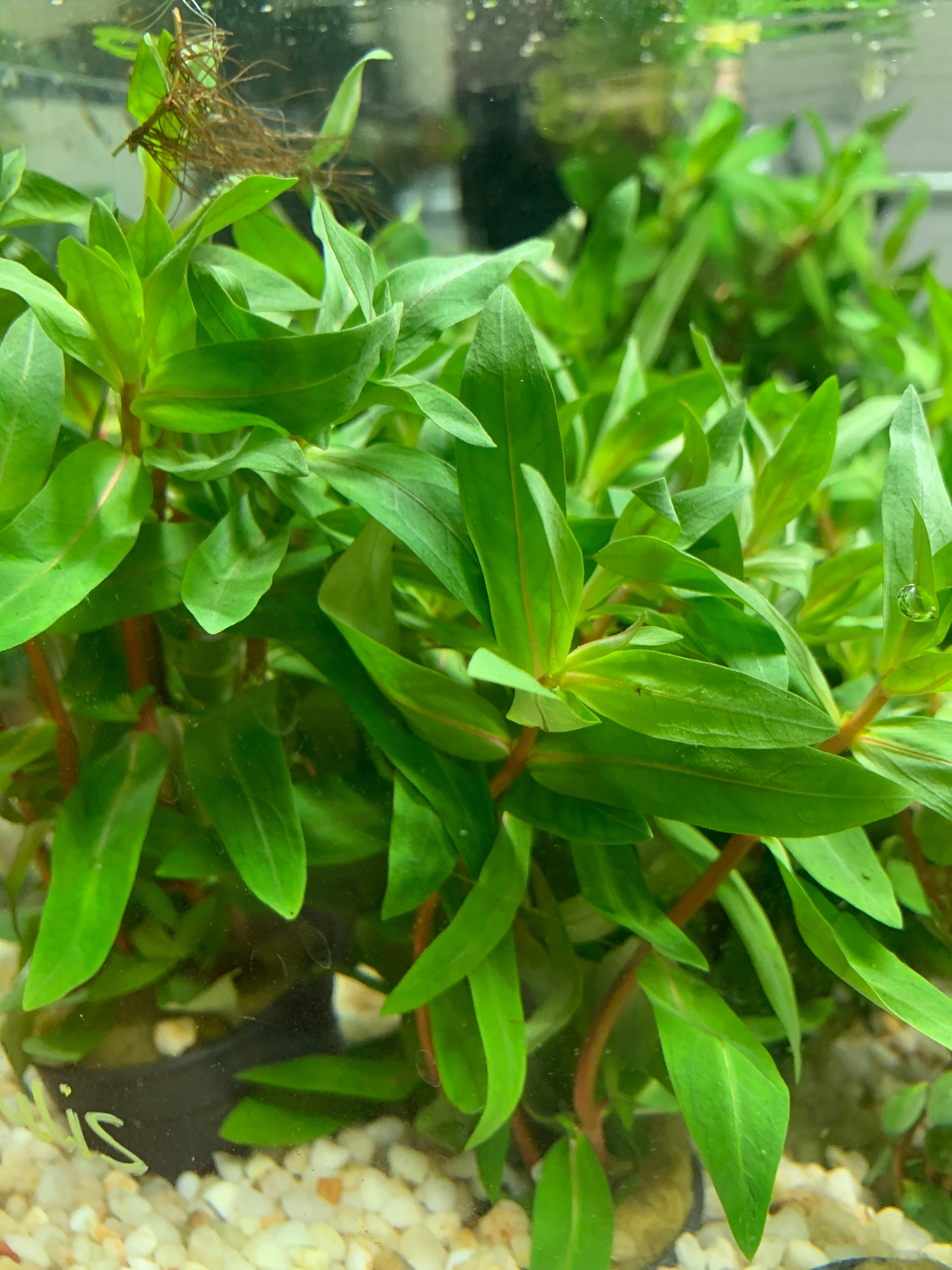 Nesaea crassicaulis - Potted