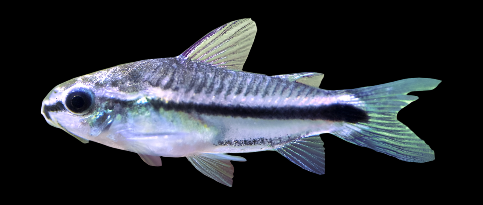 Live Fish>Catfish>Corydoras & Relatives Page 3