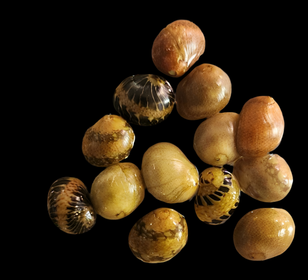 Assorted Pumpkin Nerite