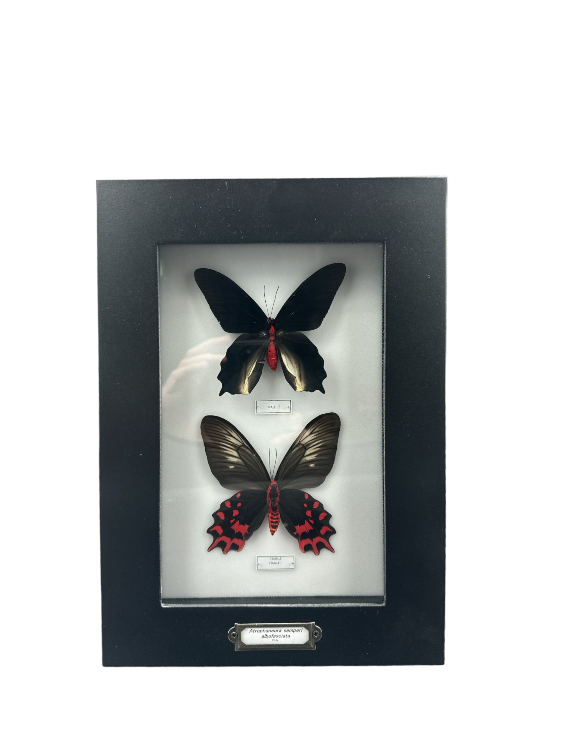 Blood Red Vampire Butterfly - Male + Female (Atrophaneura semperi albofasciata) - 5x9" Frame