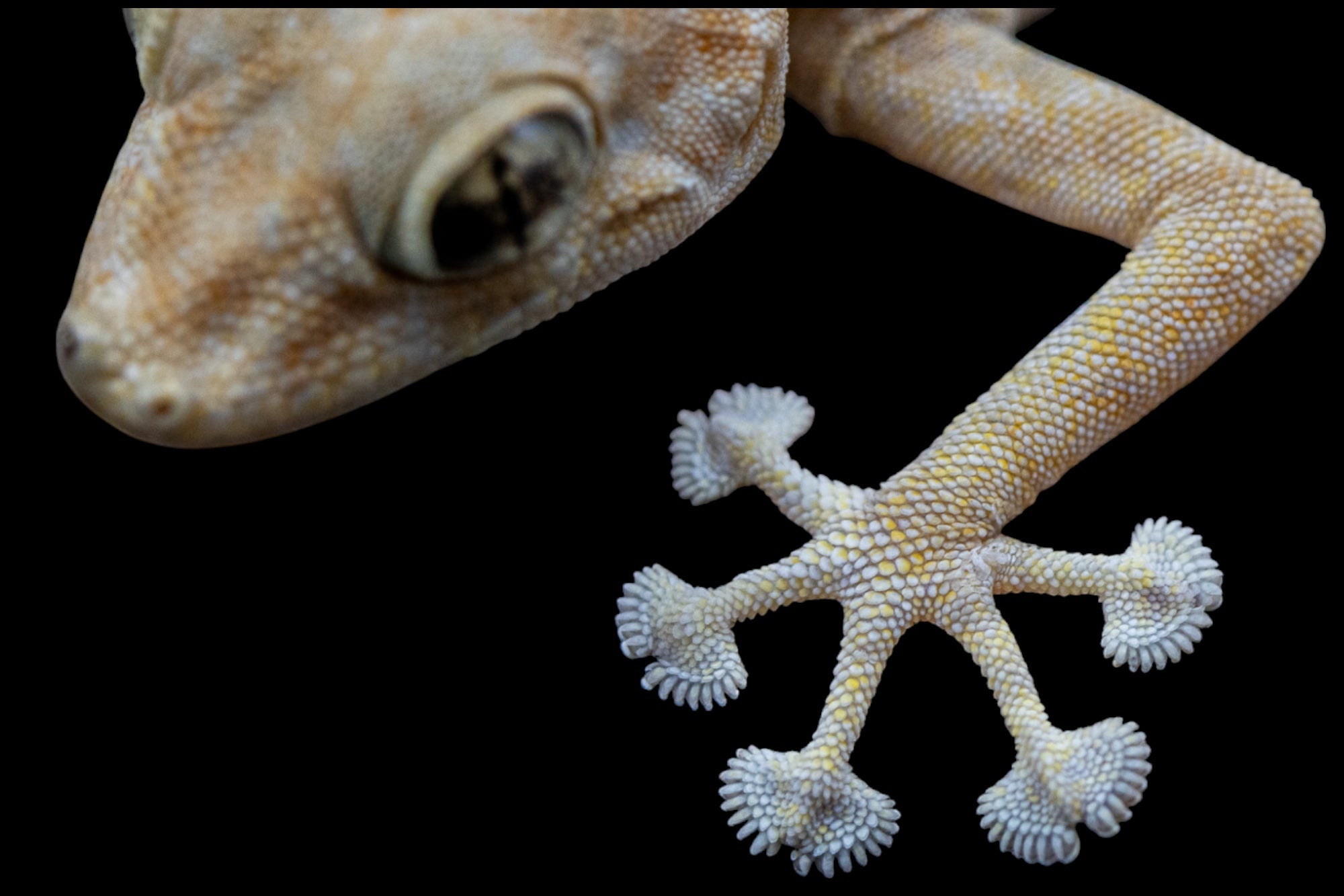 Fan Footed Gecko