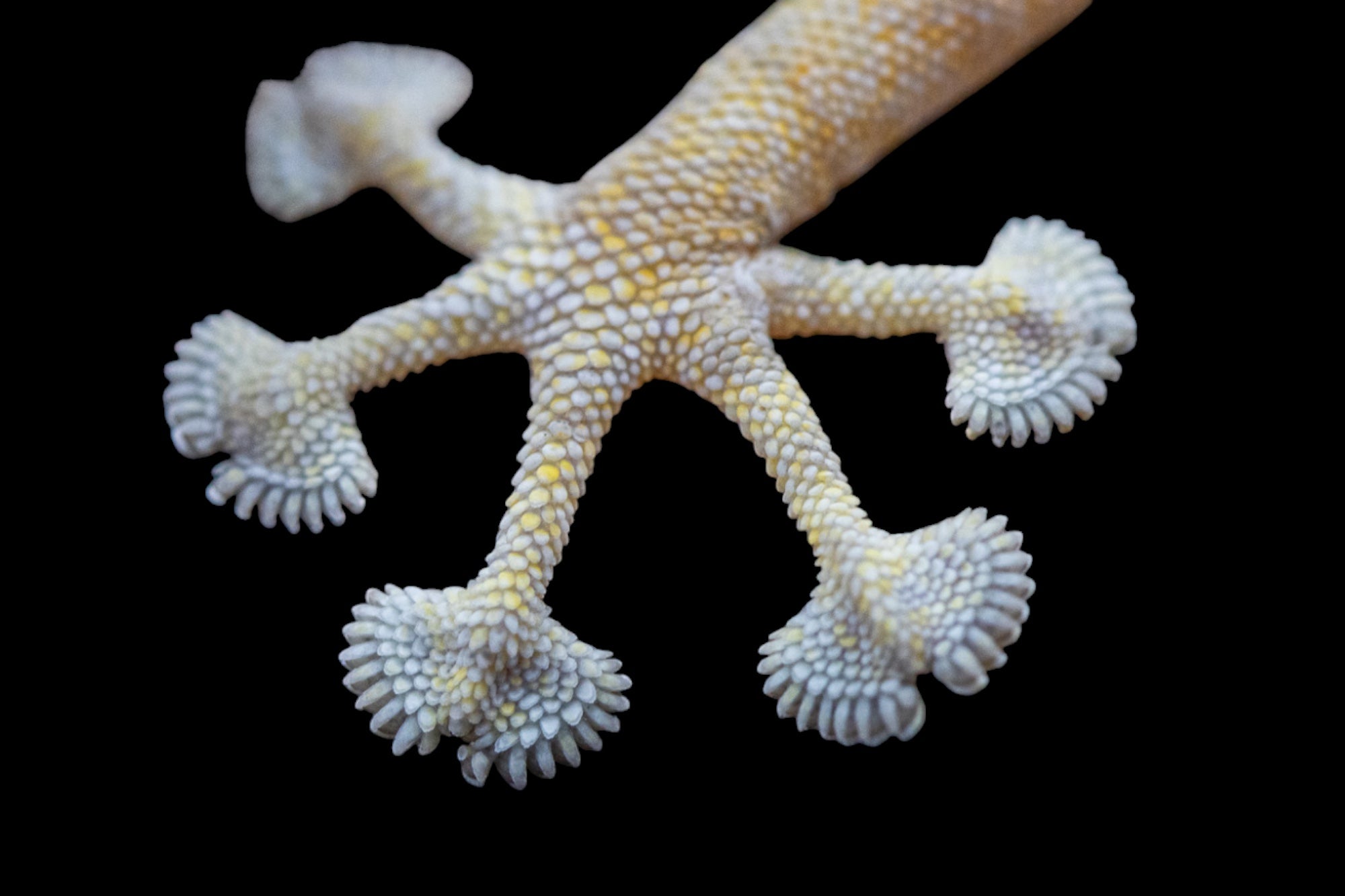 Fan Footed Gecko