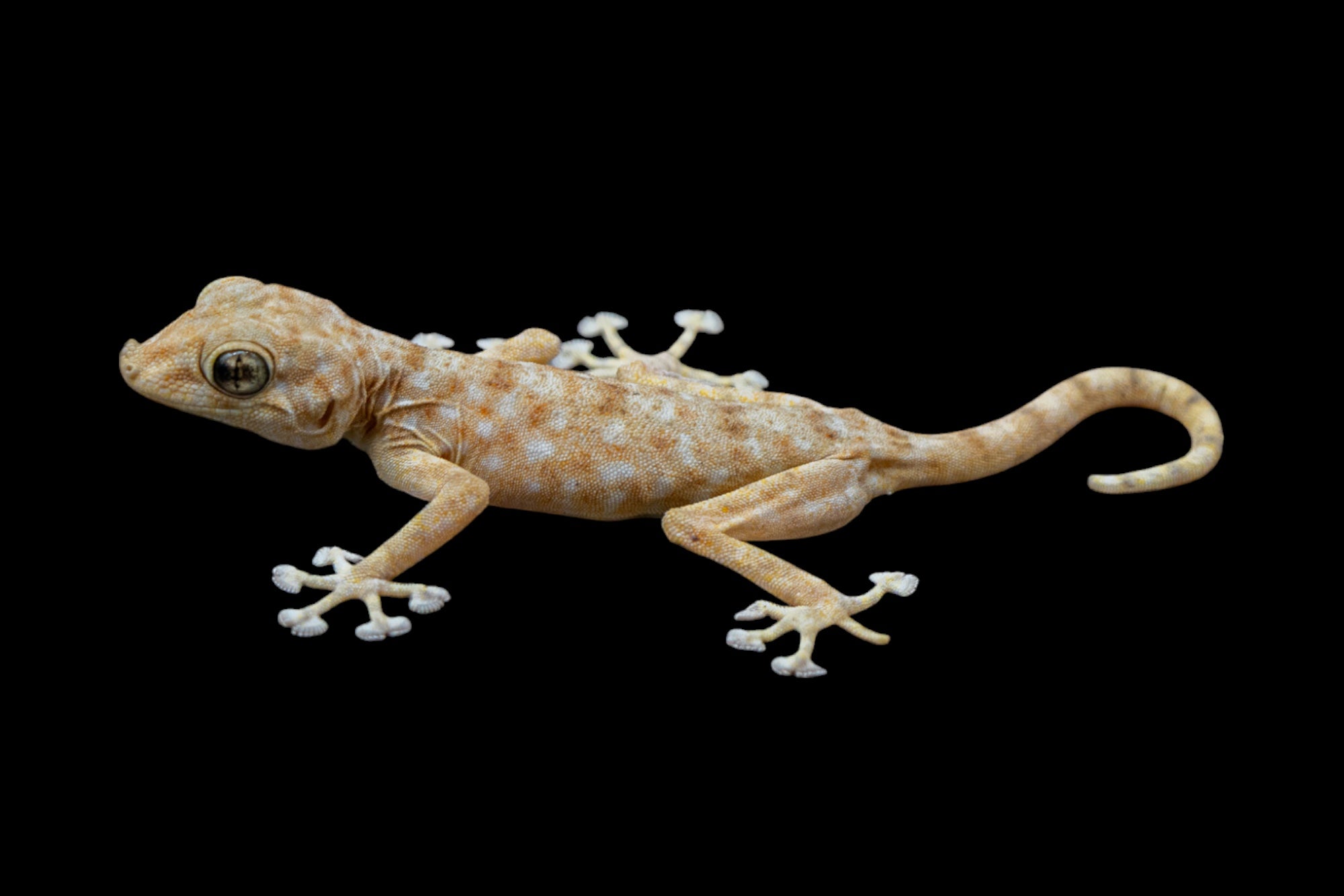 Fan Footed Gecko