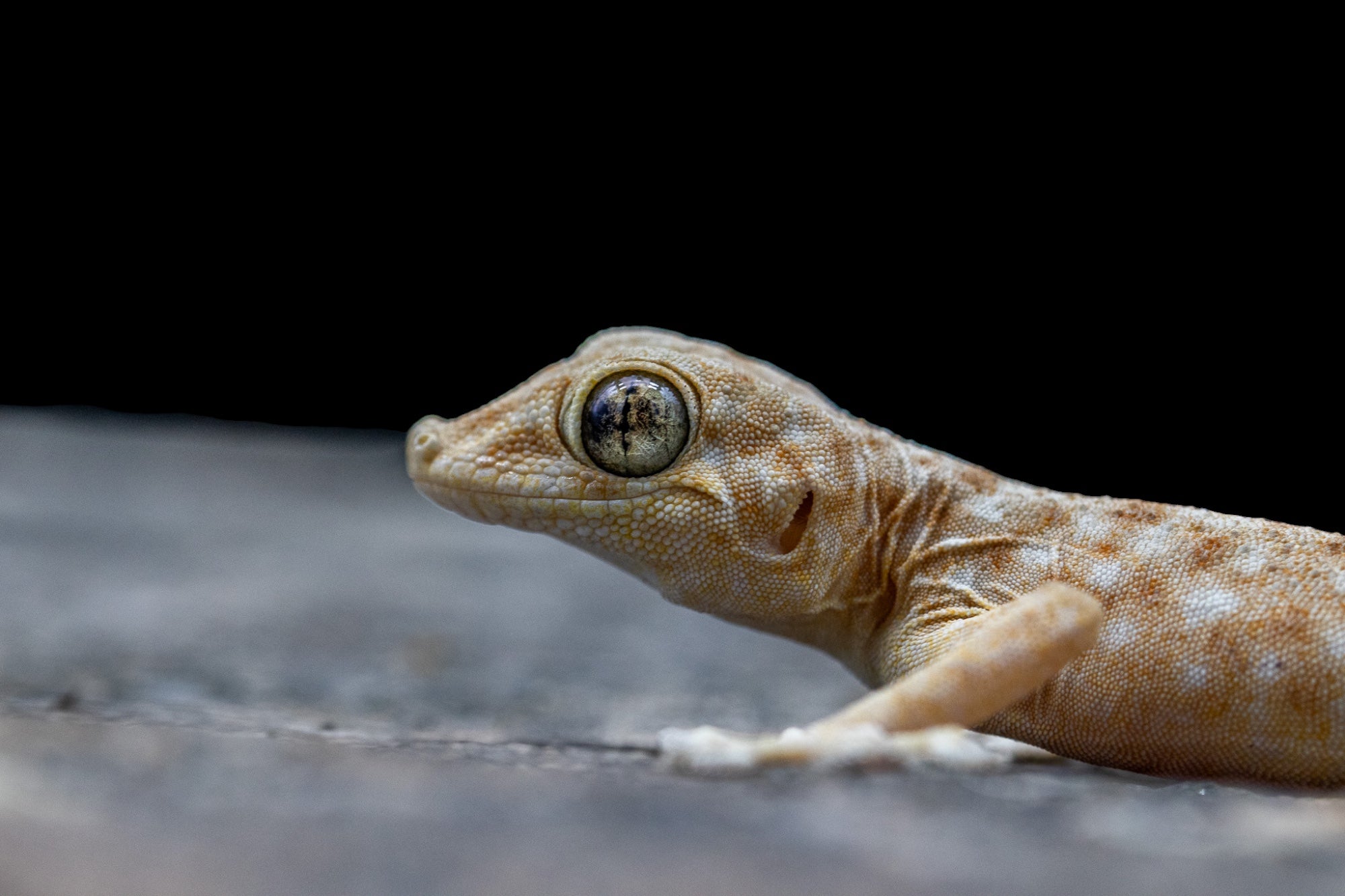 Fan Footed Gecko