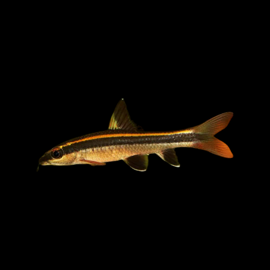 Baby Flying Fox Fish