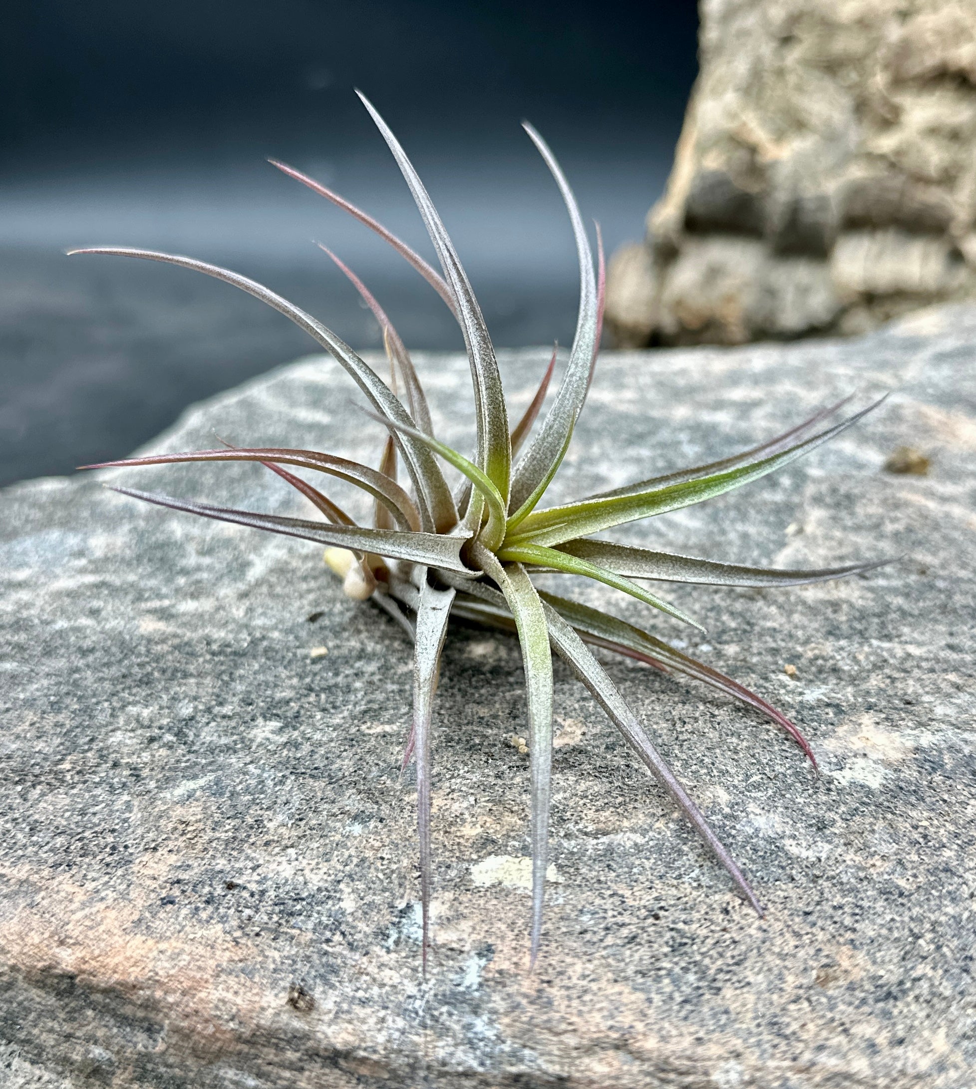 Tillandsia jonesii