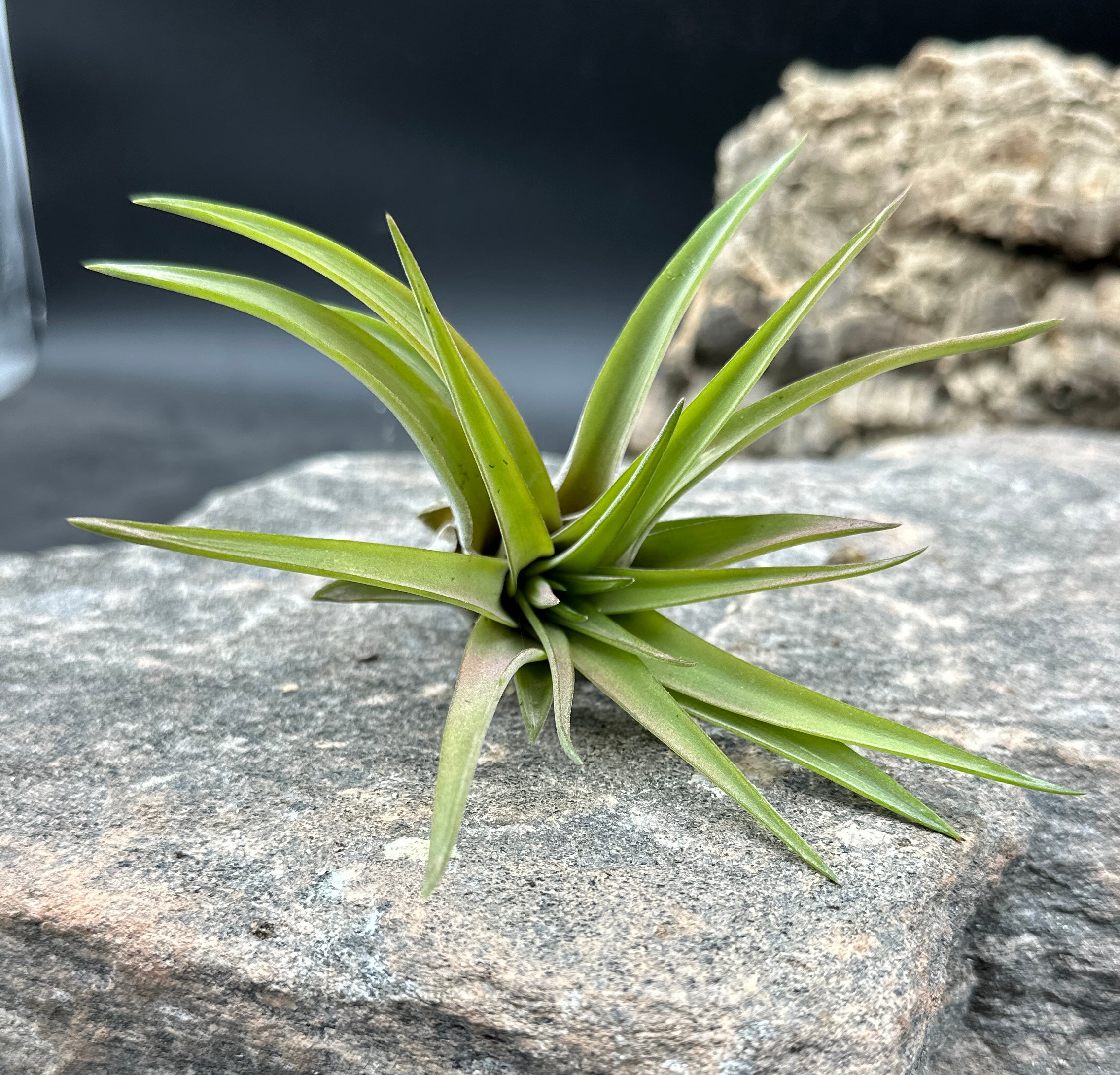 Tillandsia velutina