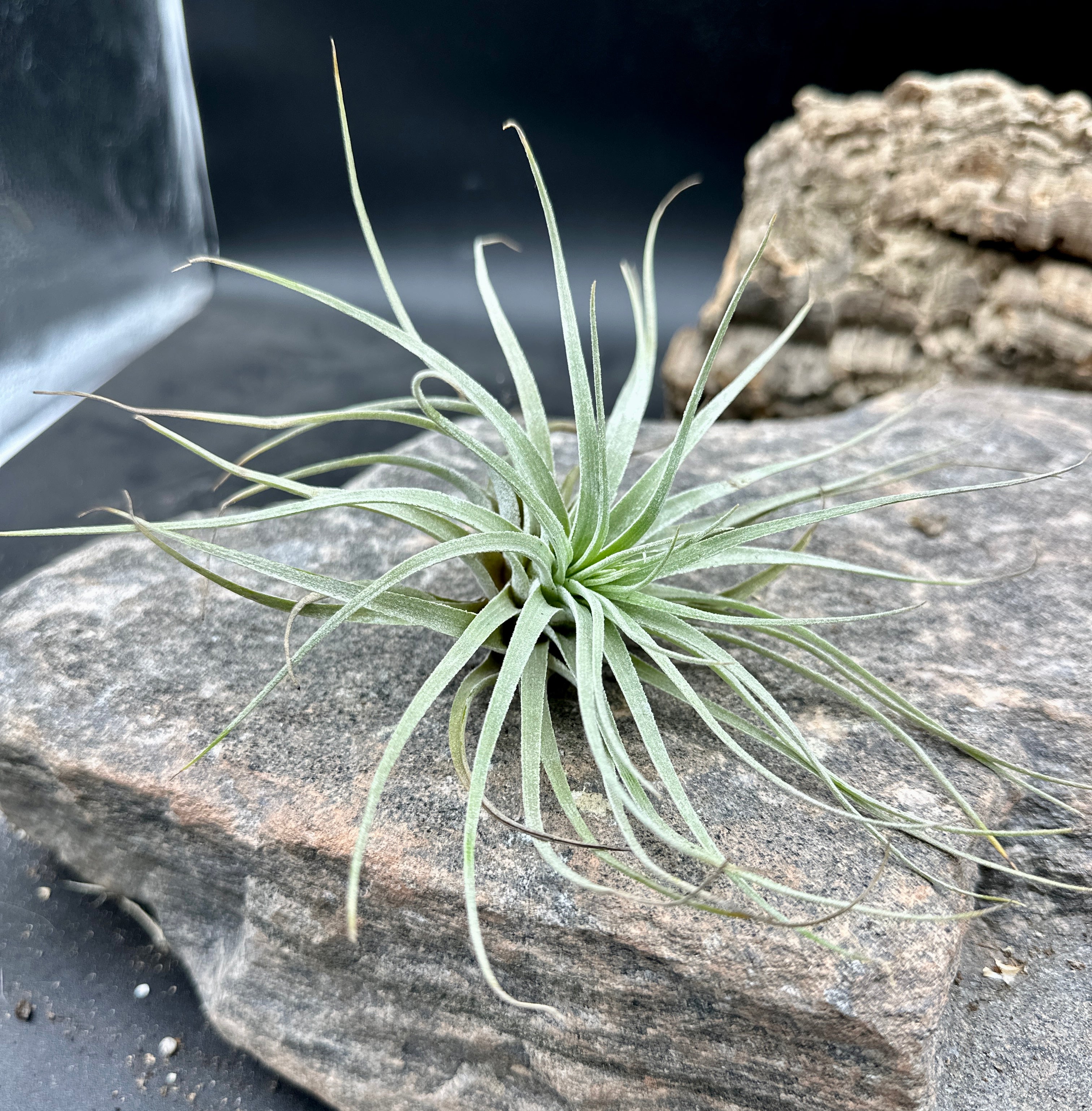 Tillandsia pohliana