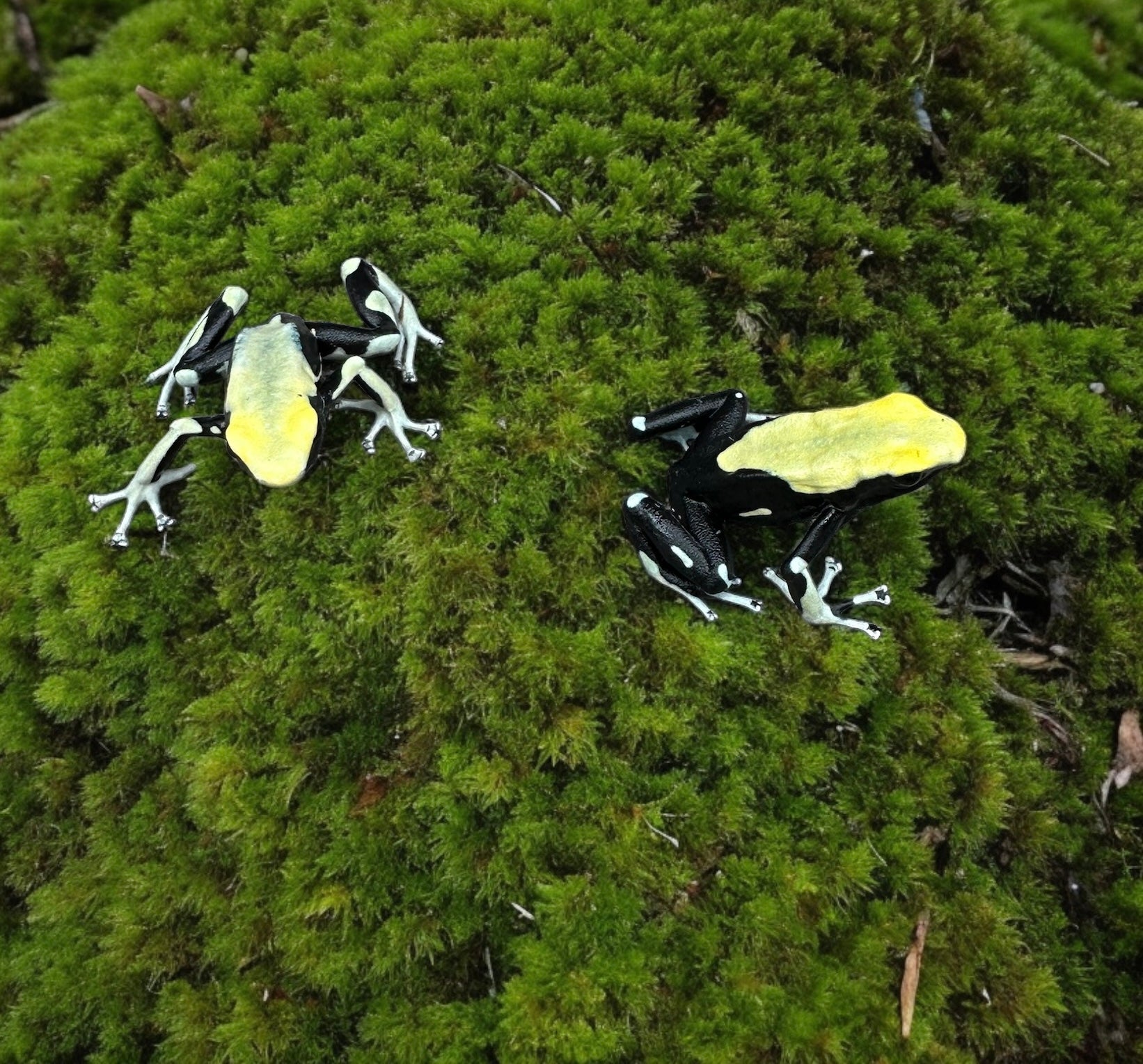 Dendrobates tinctorius "Yellow Back"