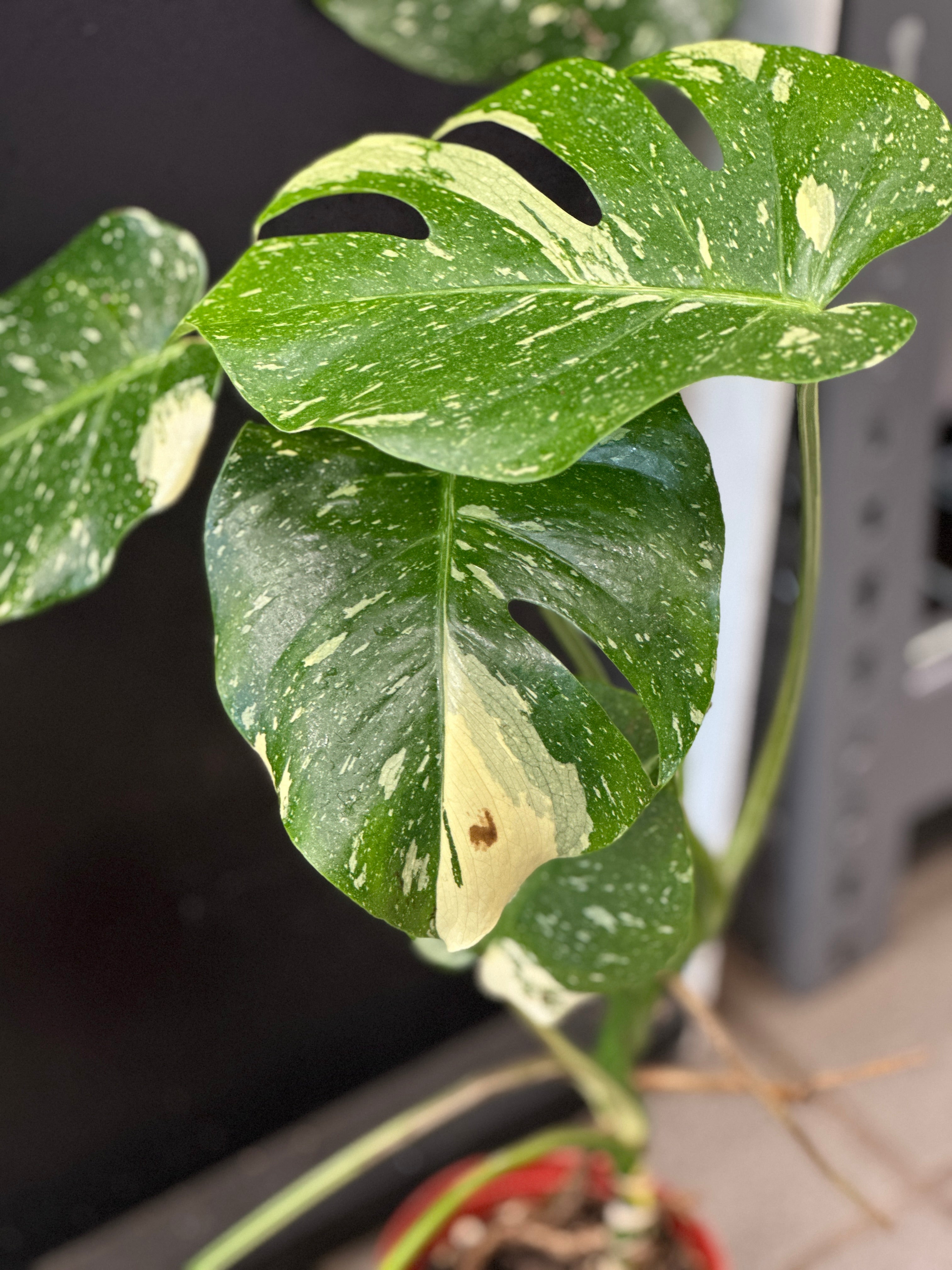 Monstera Thai Constellation