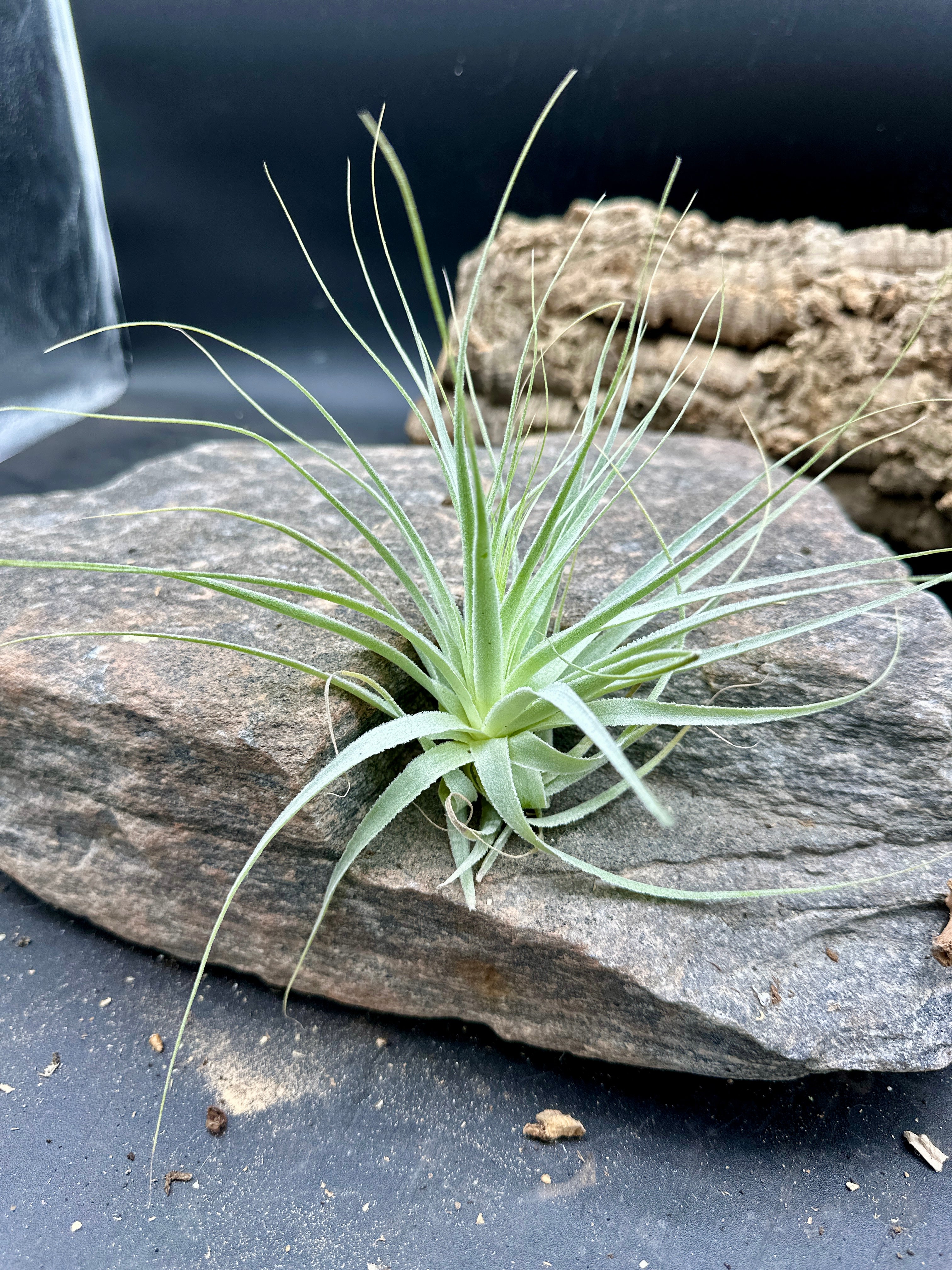 Tillandsia gardneri