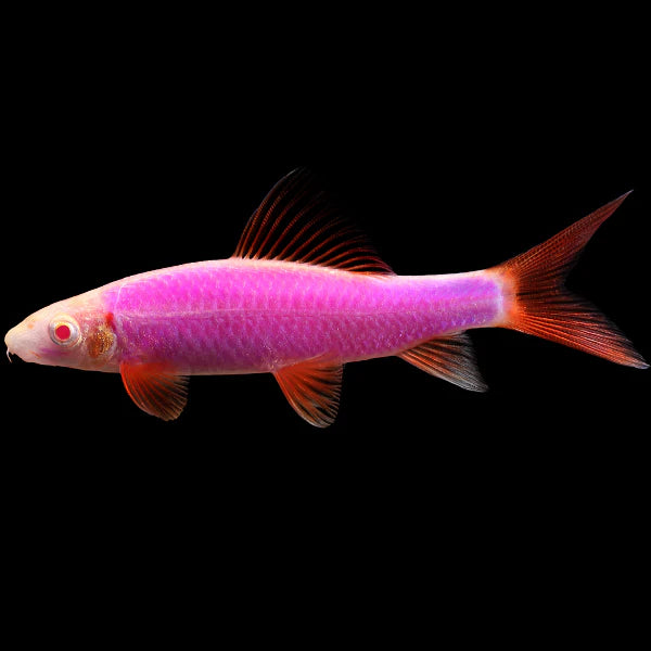 Glo Rainbow Shark (Assorted Colours)