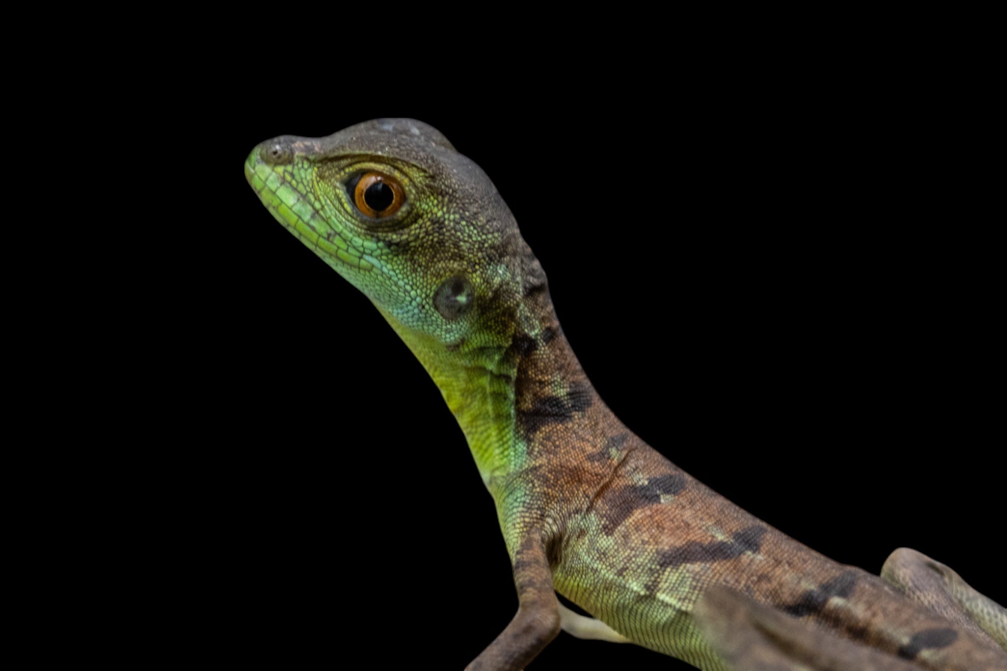 Green Basilisk