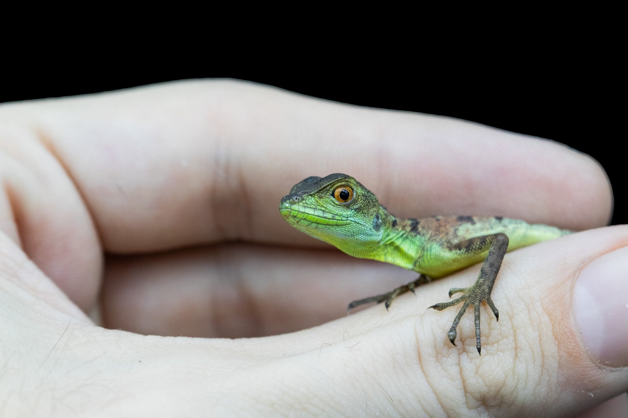 Green Basilisk