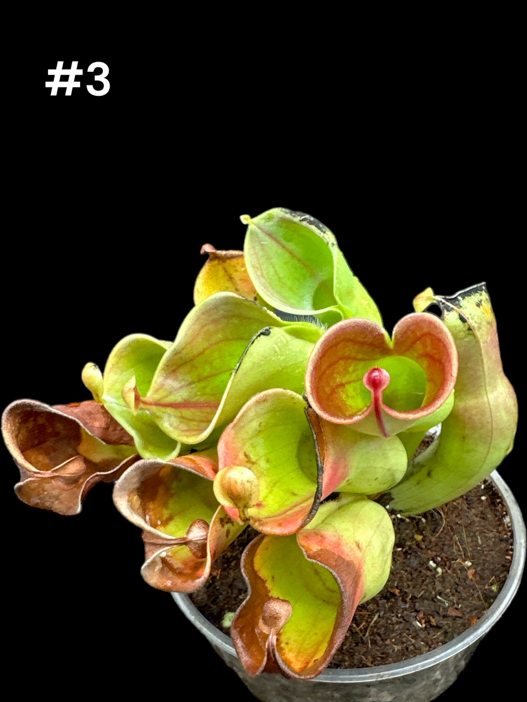 Heliamphora minor 'Red Giant"