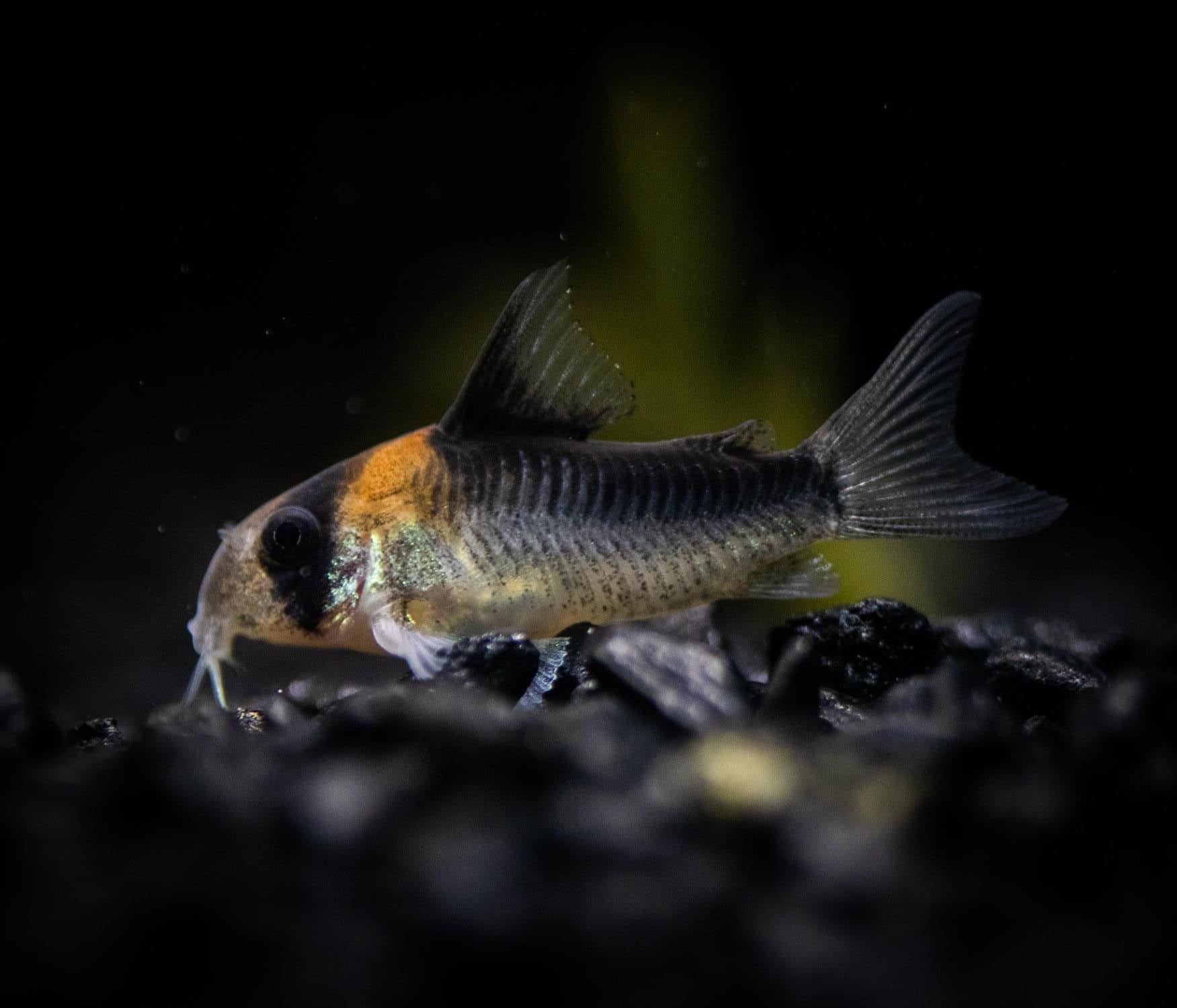 Corydoras duplicareus LOCAL BRED!