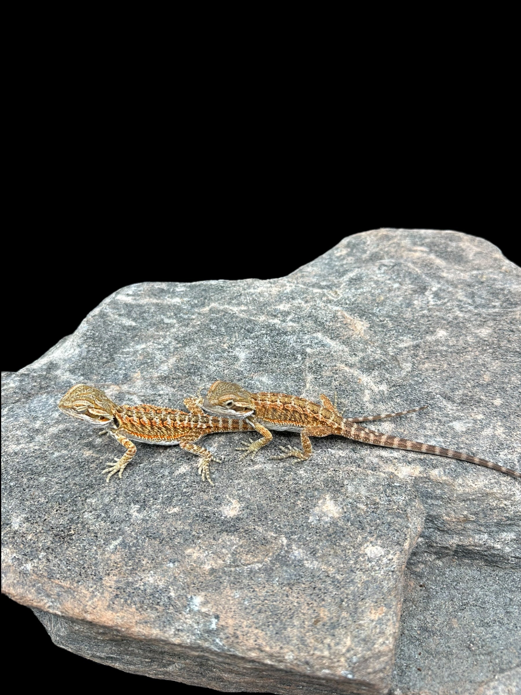 Bearded Dragon (High Colour)