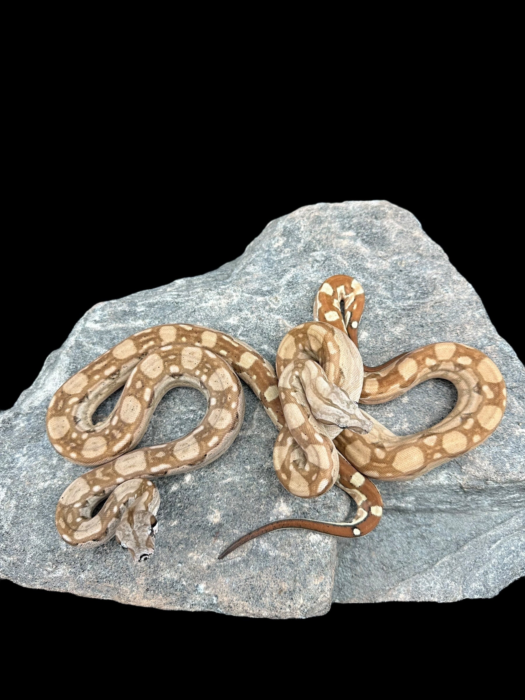 B.C.I (Hypo Aztec Het Moonglow)