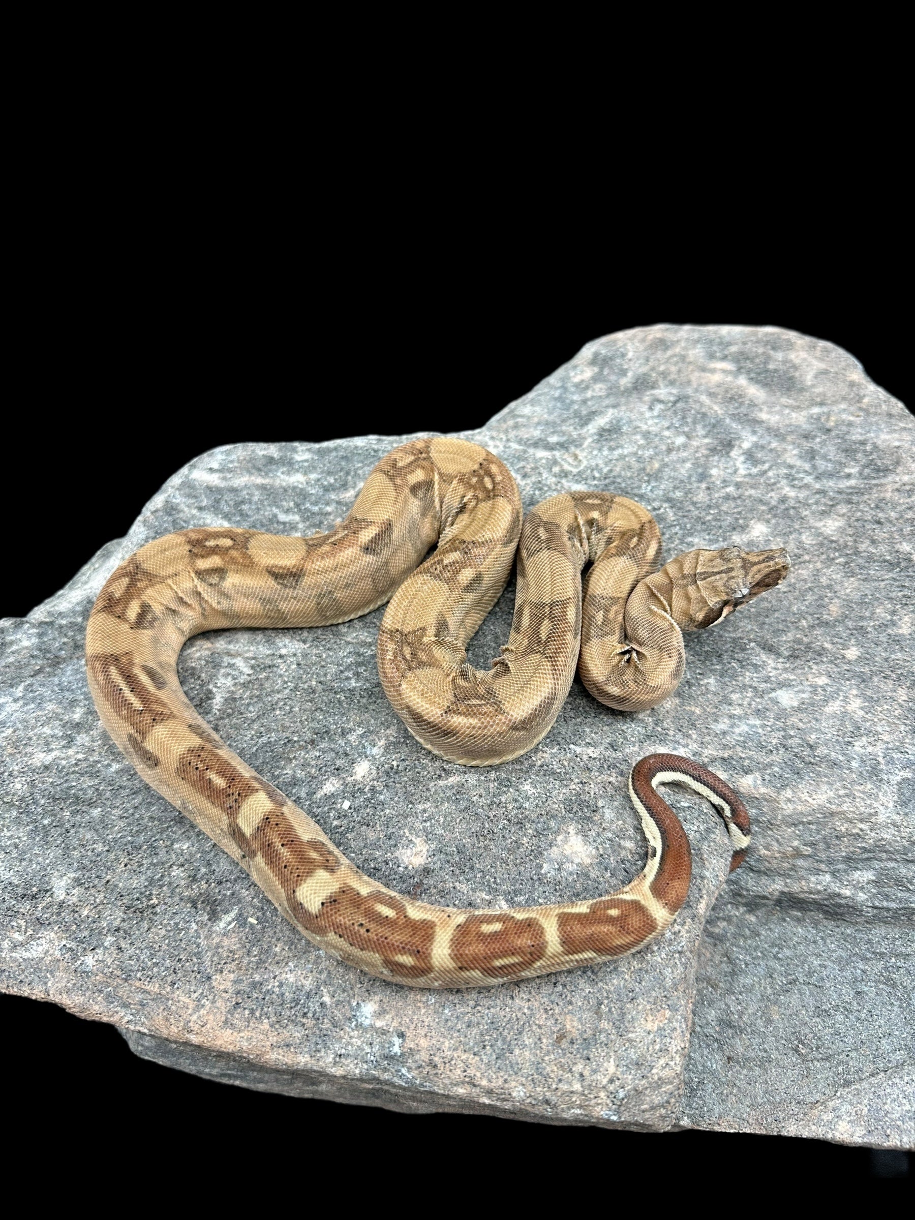 B.C.I (Hypo Aztec Het VPI)