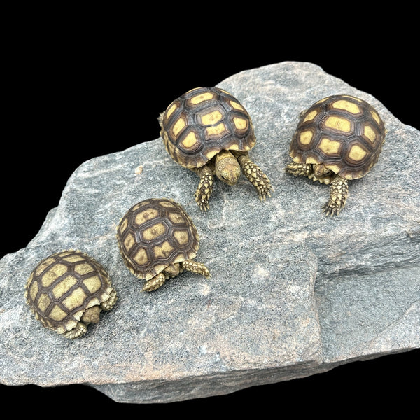 Sulcata Tortoise (Centrochelys sulcata)