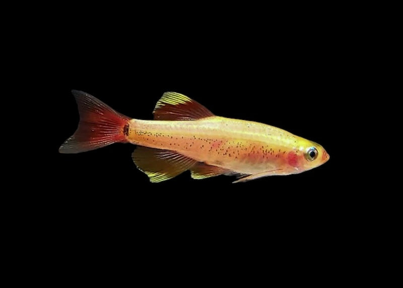 Gold White Cloud Minnow