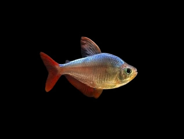 Colombian Red Fin Tetra