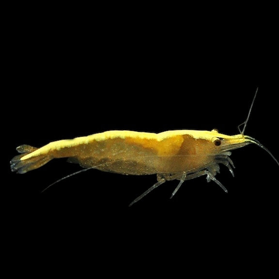 Yellow Fire Shrimp