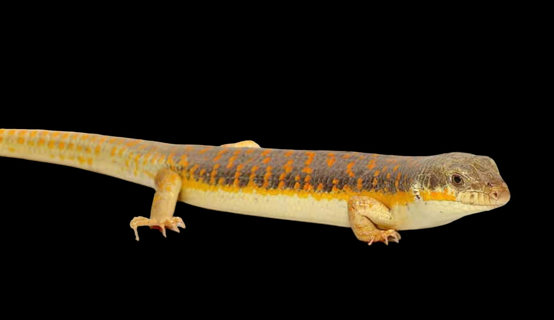 Schneider's Skink