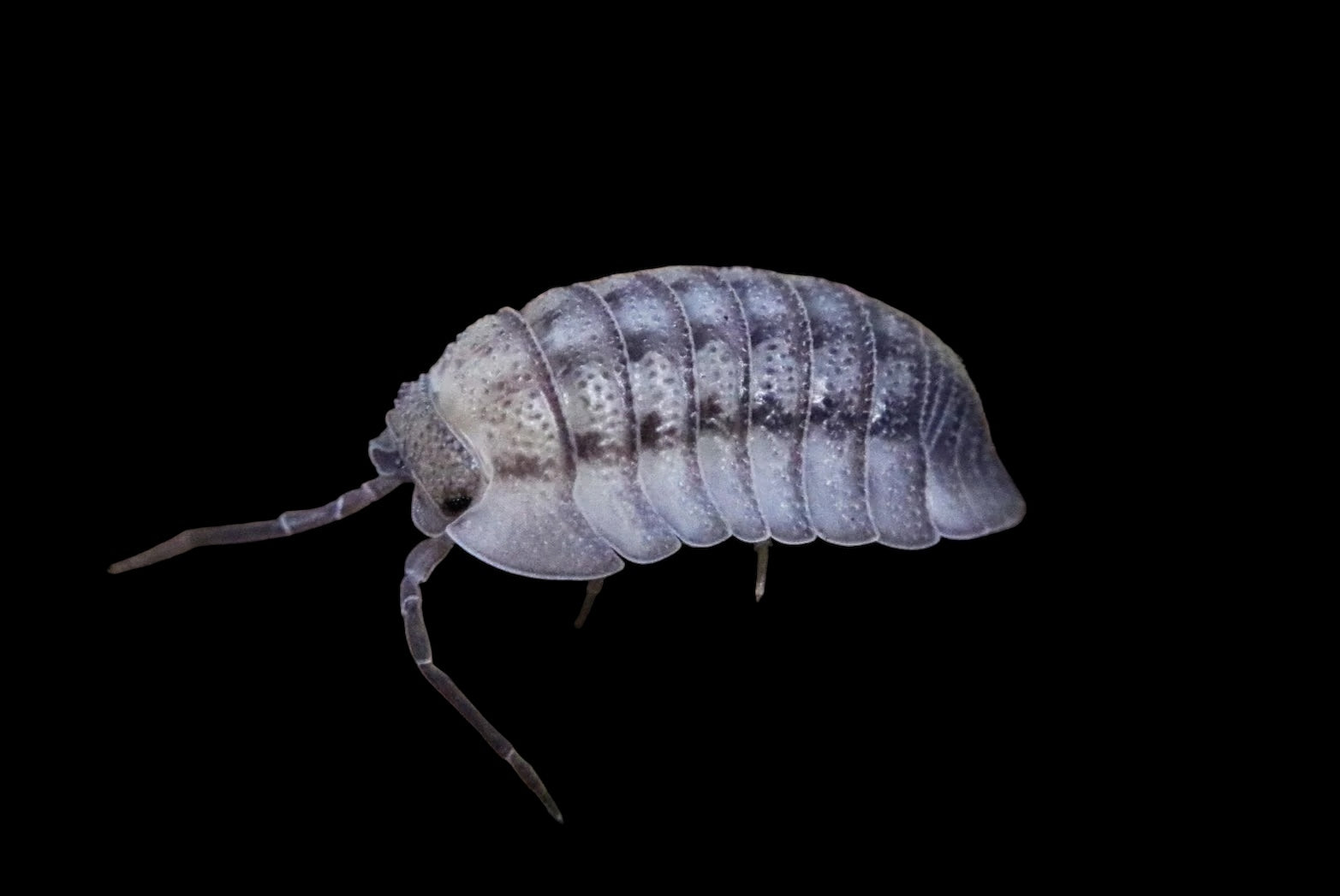 Armadillidium peraccae (Peracca's Isopod)