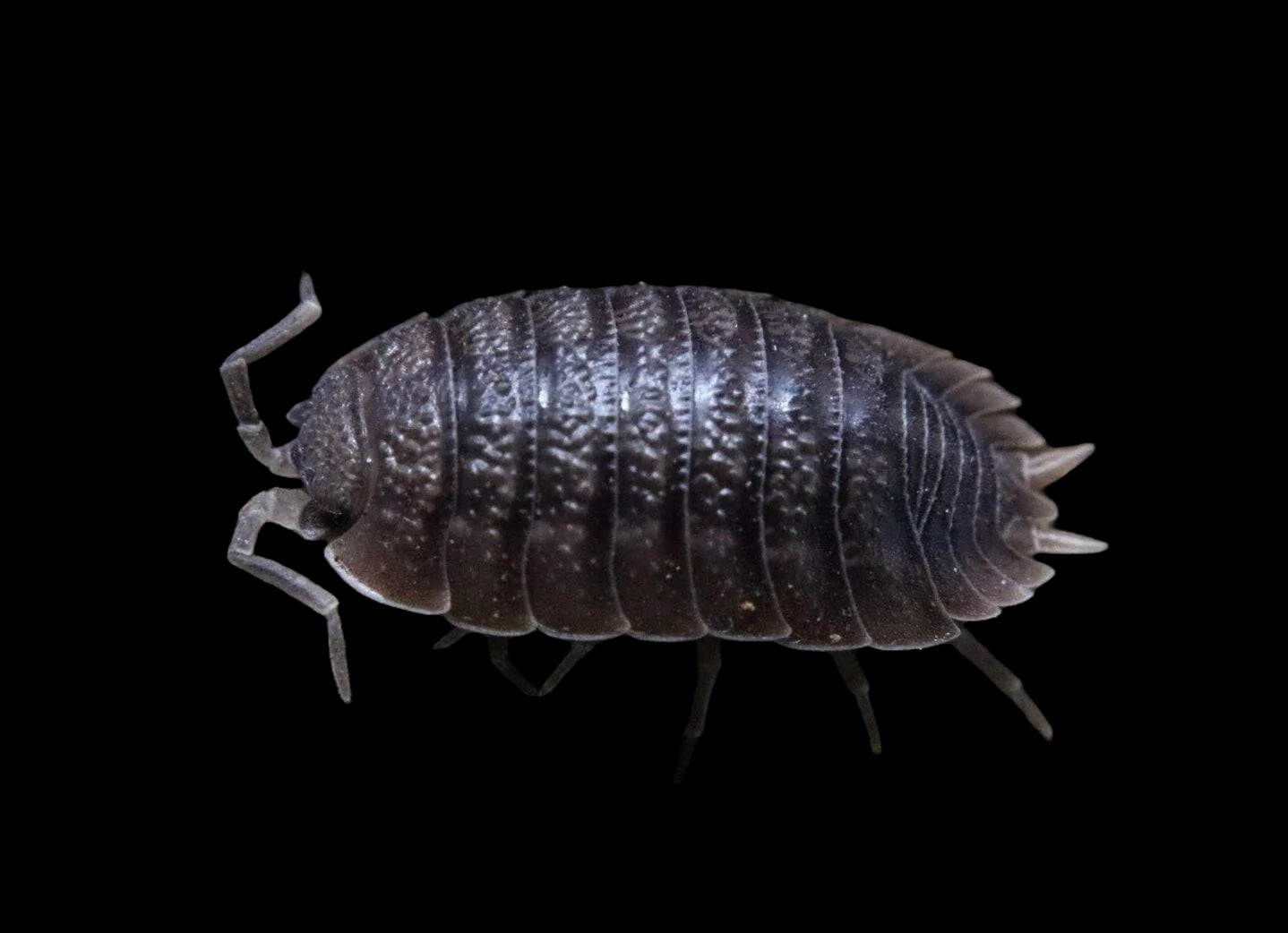 Porcellio dilatatus (Giant Canyon Isopod)