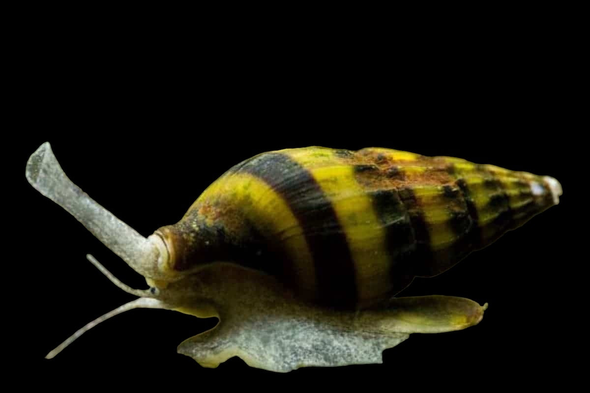 Assassin Snail (Anentome helena)