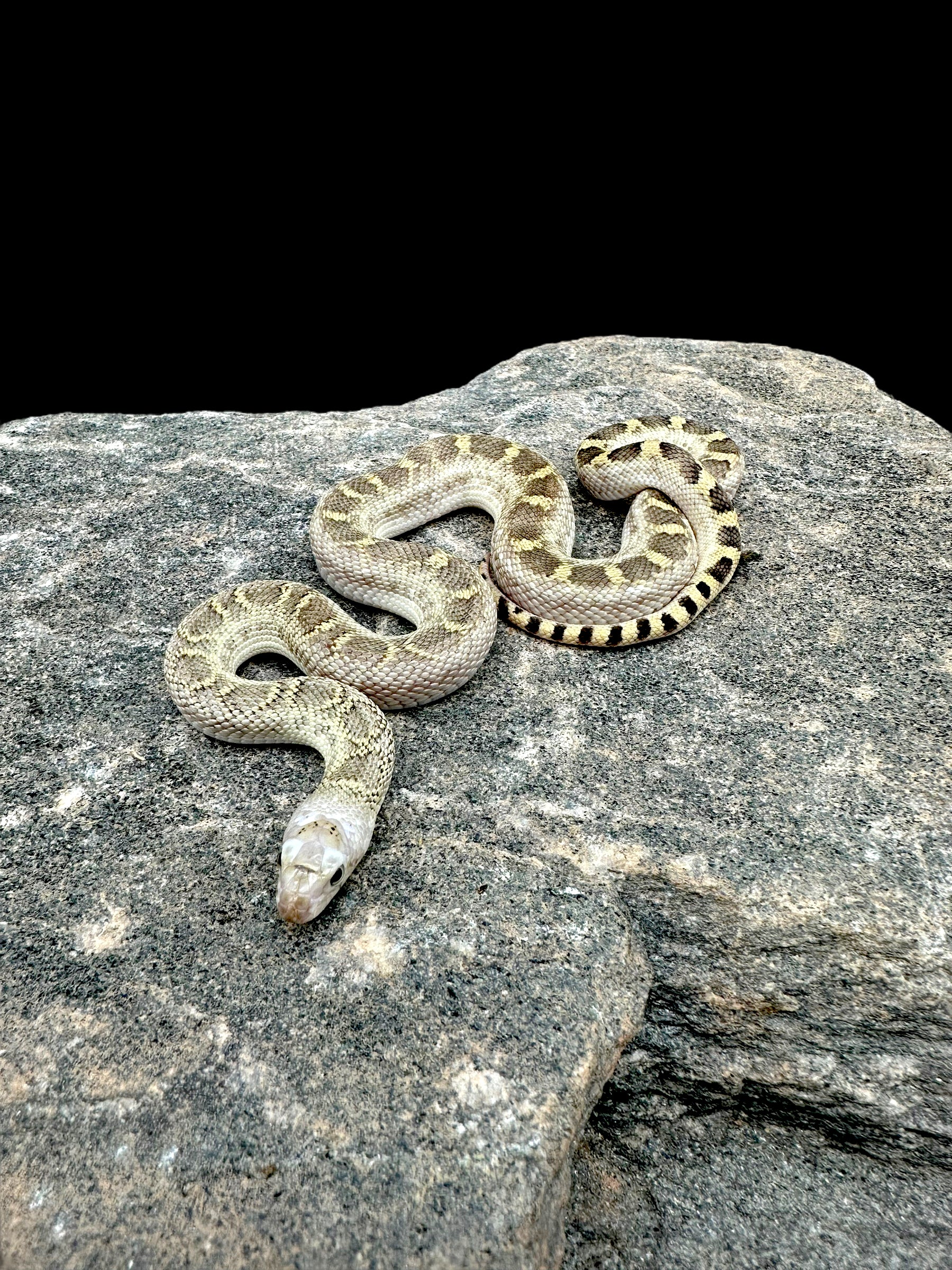 Bull Snake (Whitesided Het Albino Trumbower Hypo) CBB