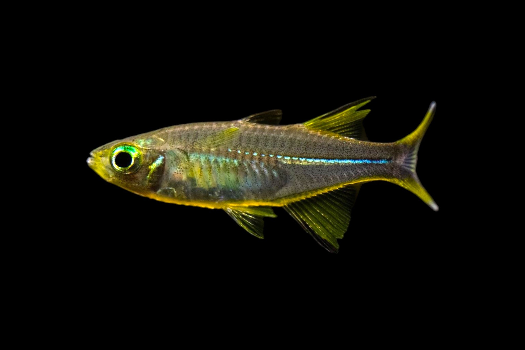 Celebes Rainbowfish XL (Very Nice!)