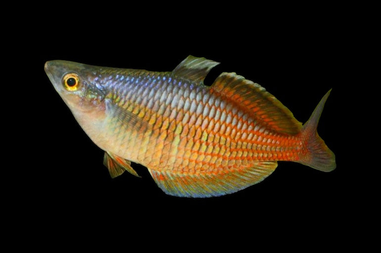 Ajamaru Rainbowfish