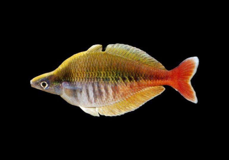 Bleher's Rainbowfish