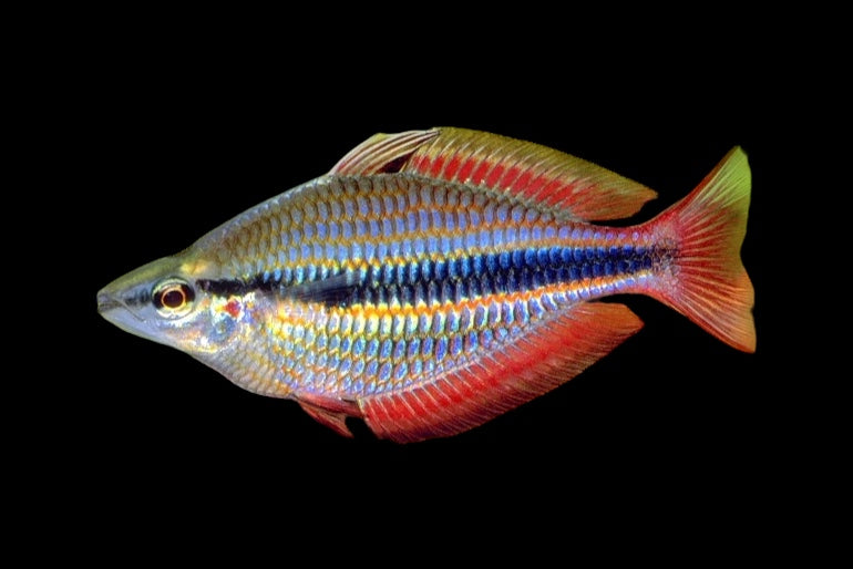 Goyder River Rainbow