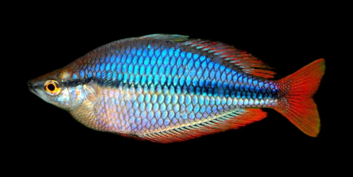 Habgood River Rainbowfish