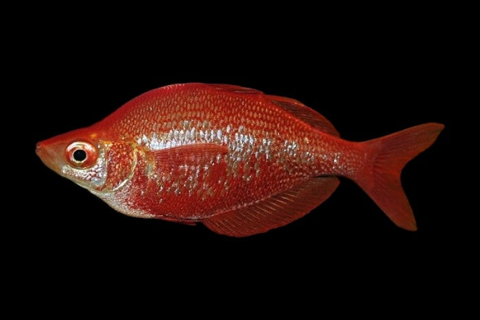 Irian Red Rainbowfish