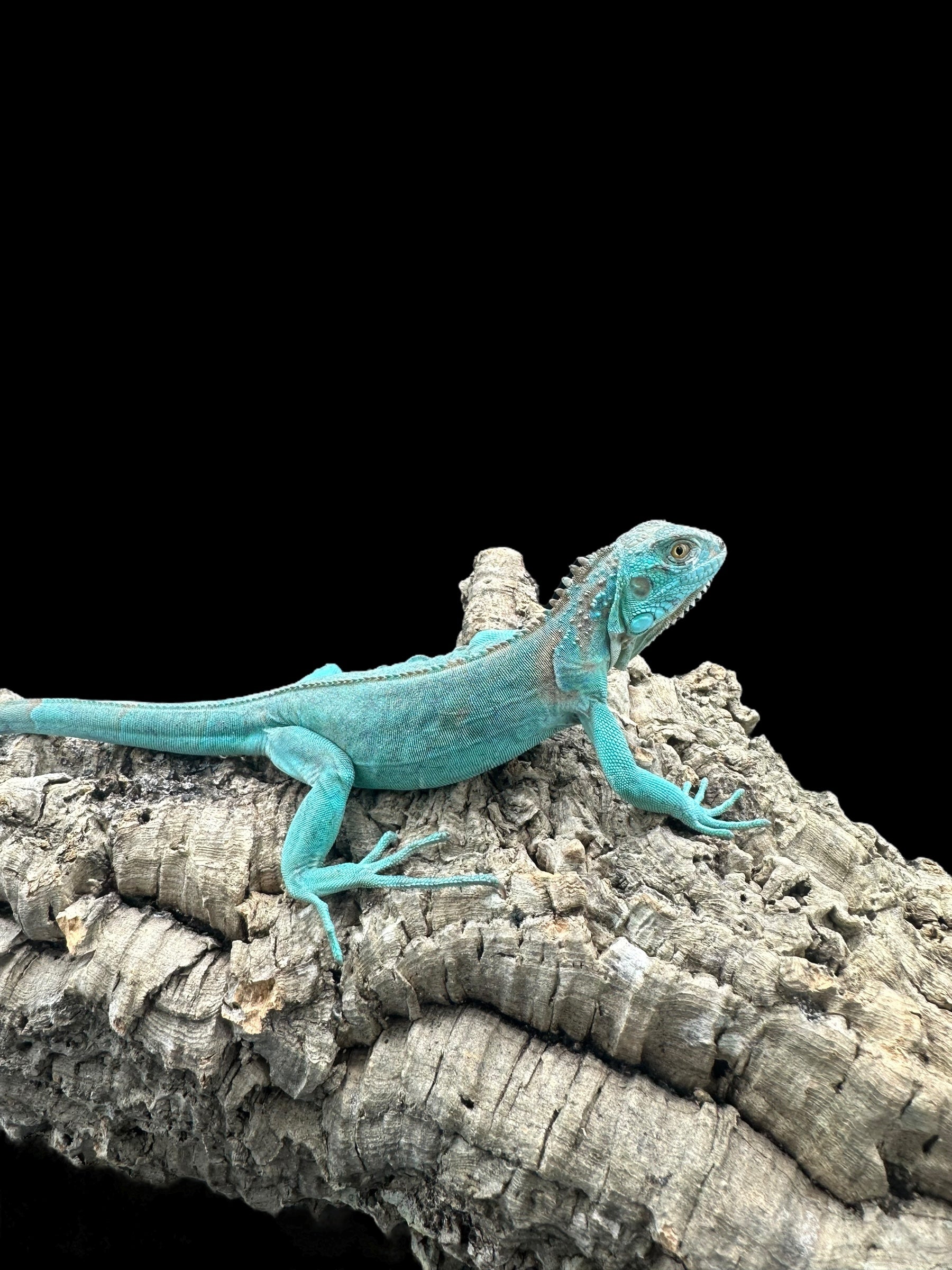 Iguana (Blue)