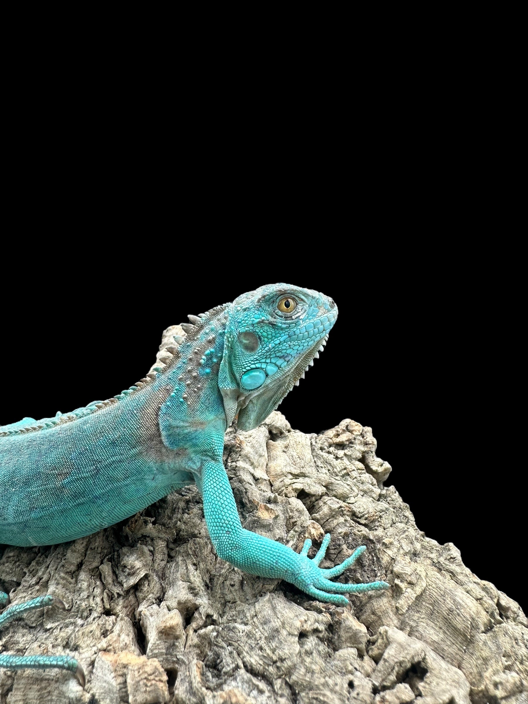 Iguana (Blue)