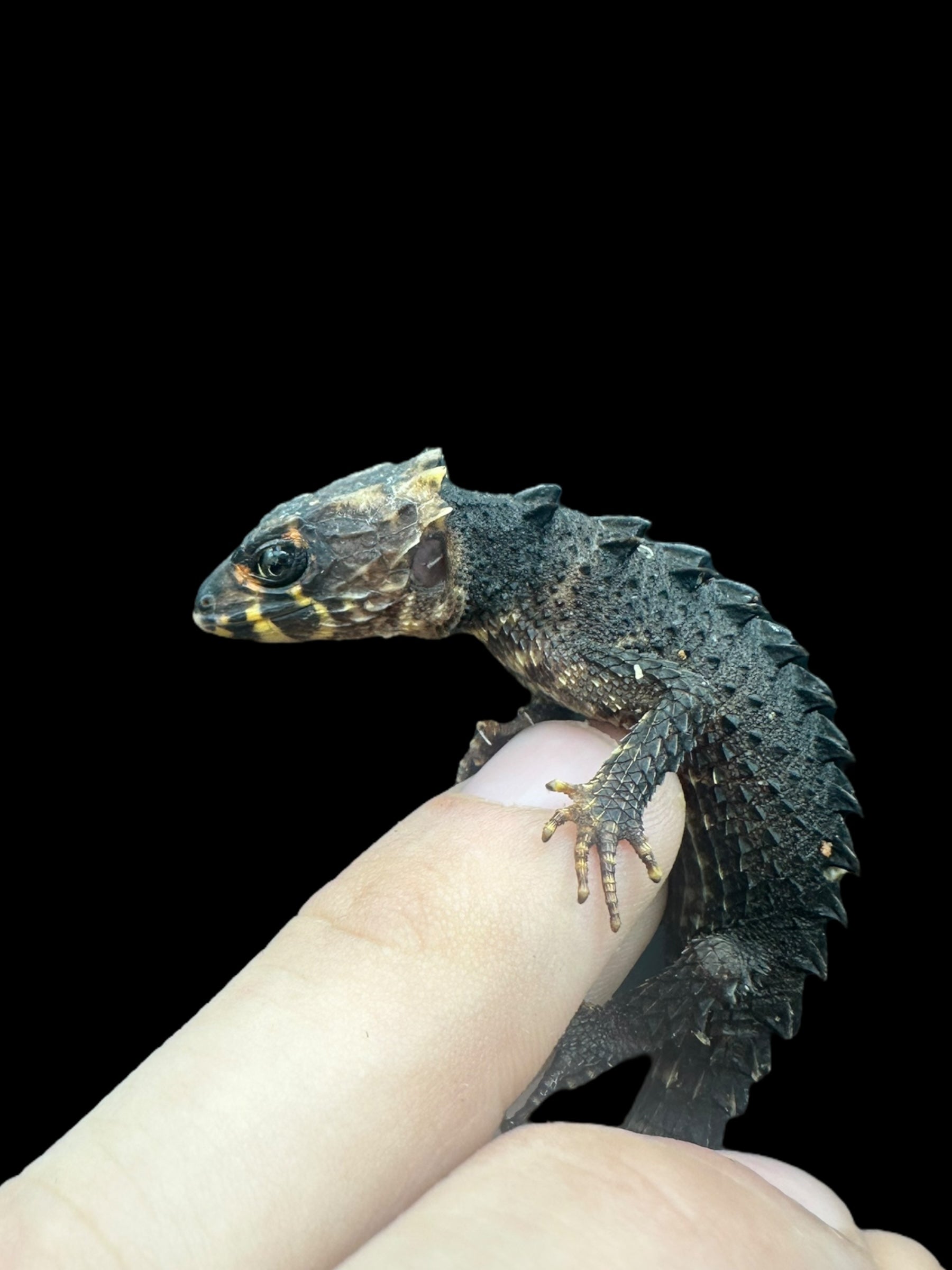 Red Eye Crocodile Skink