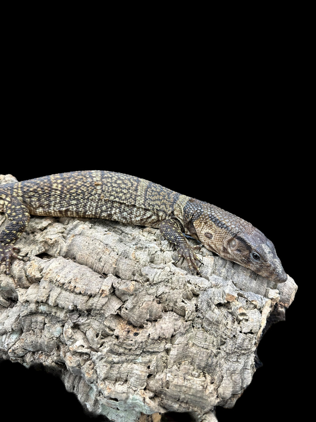 Dumeril's Monitor (Varanus dumerilii)
